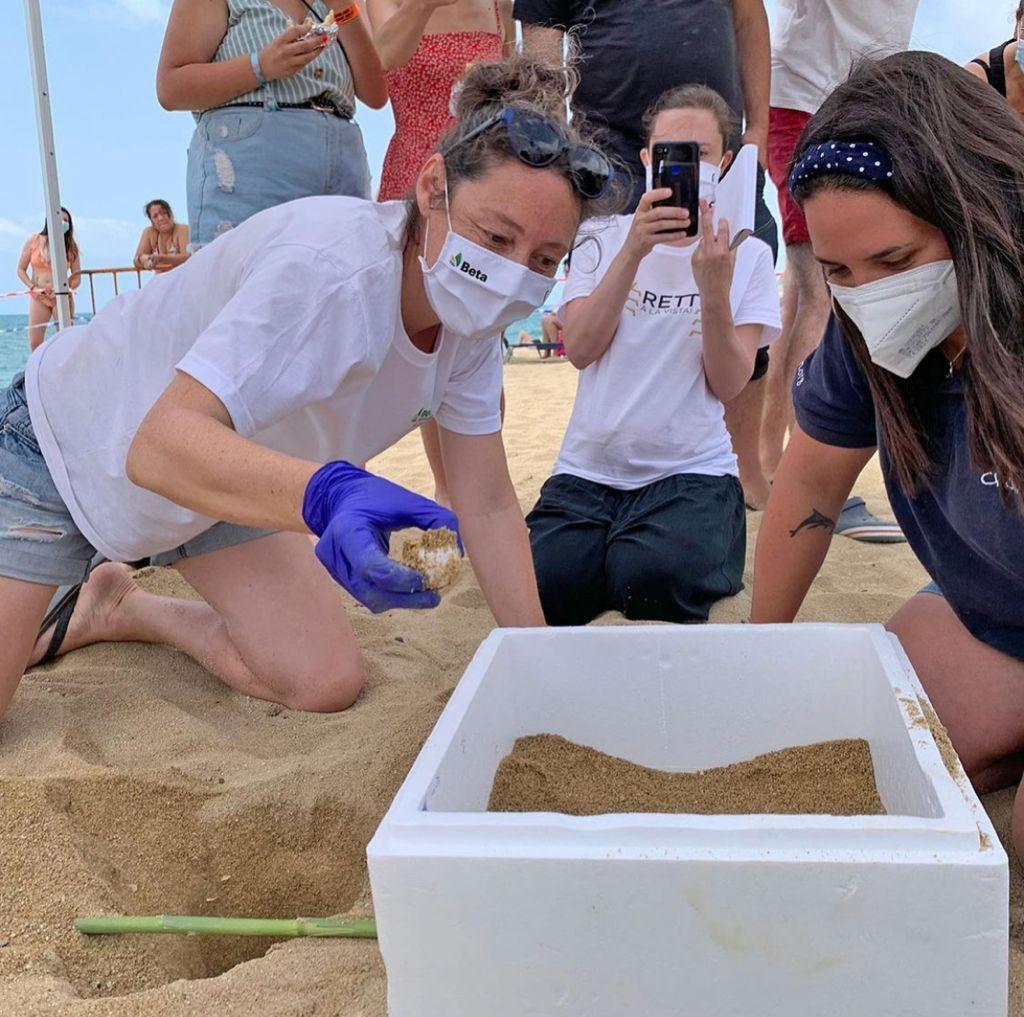 Especialistes en tortugues marines a la platja d'Arenys de Mar